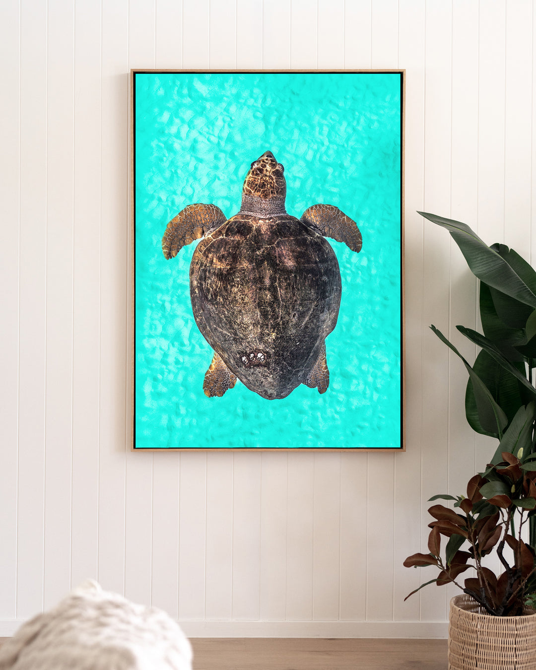 Rust and Sand – Loggerhead Turtle, Underwater Photography by David Lloyd, framed canvas print in oak float frame, styled in a living room setting