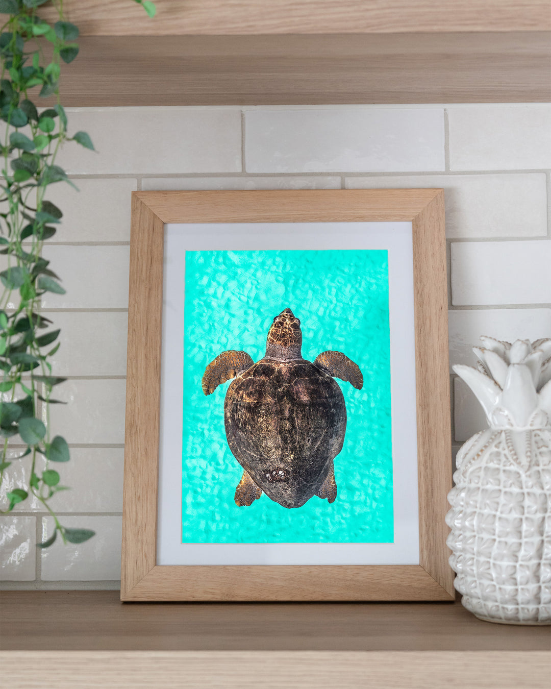 Rust and Sand – Loggerhead Turtle, Underwater Photography by David Lloyd, framed paper print in oak frame, styled in a kitchen shelf setting