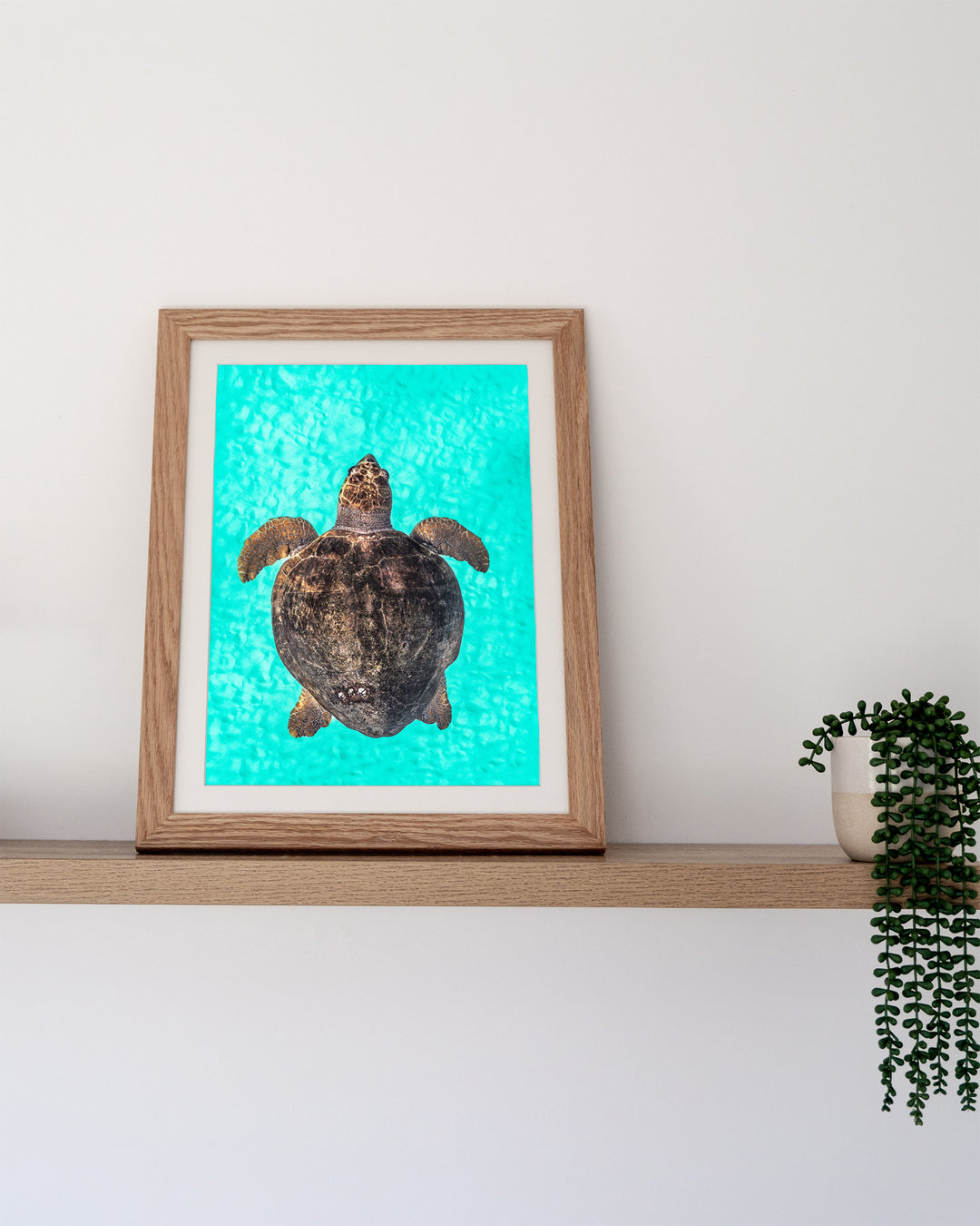 Rust and Sand – Loggerhead Turtle, Underwater Photography by David Lloyd, framed paper print in oak frame, styled in a timber shelf setting