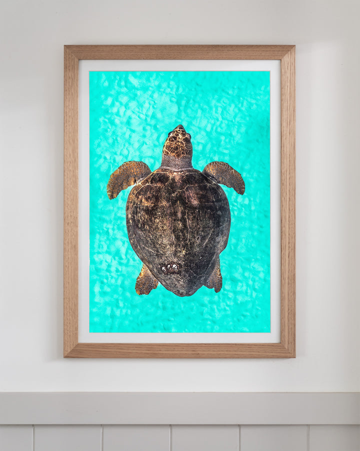 Rust and Sand - Loggerhead Turtle | Underwater Photography