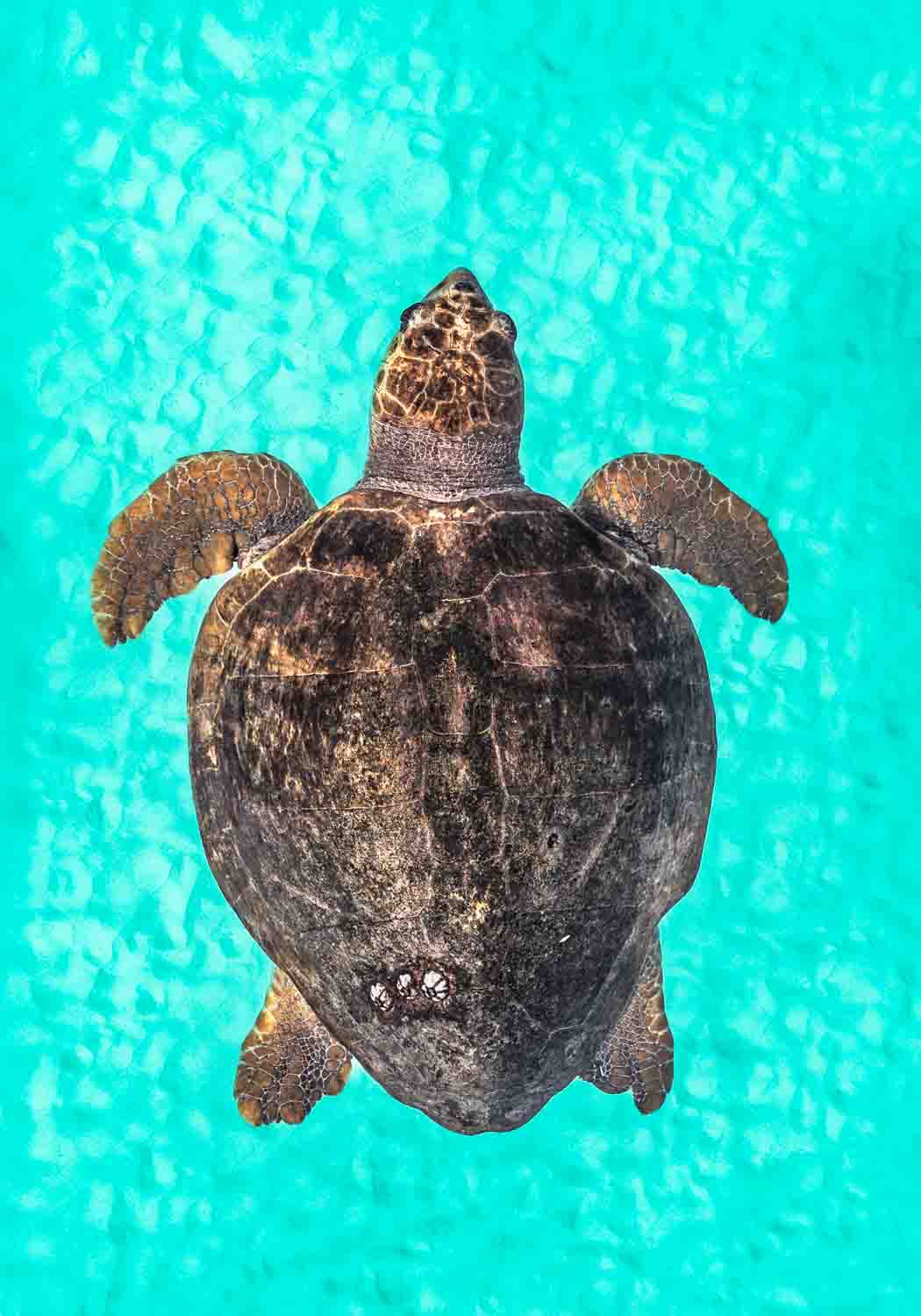 Rust and Sand by David Lloyd – Loggerhead turtle underwater, fine art marine life photography print