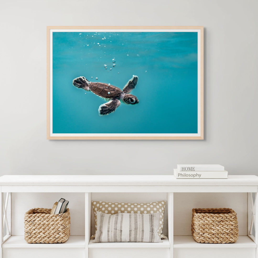 Seaplane – underwater photograph of turtle hatchling moving just beneath the water surface in clear tropical ocean | Framed Paper Print