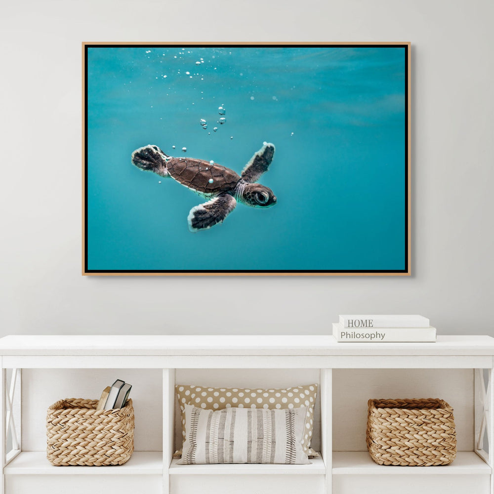 Seaplane – underwater photograph of turtle hatchling moving just beneath the water surface in clear tropical ocean | Shadow Box Canvas Print
