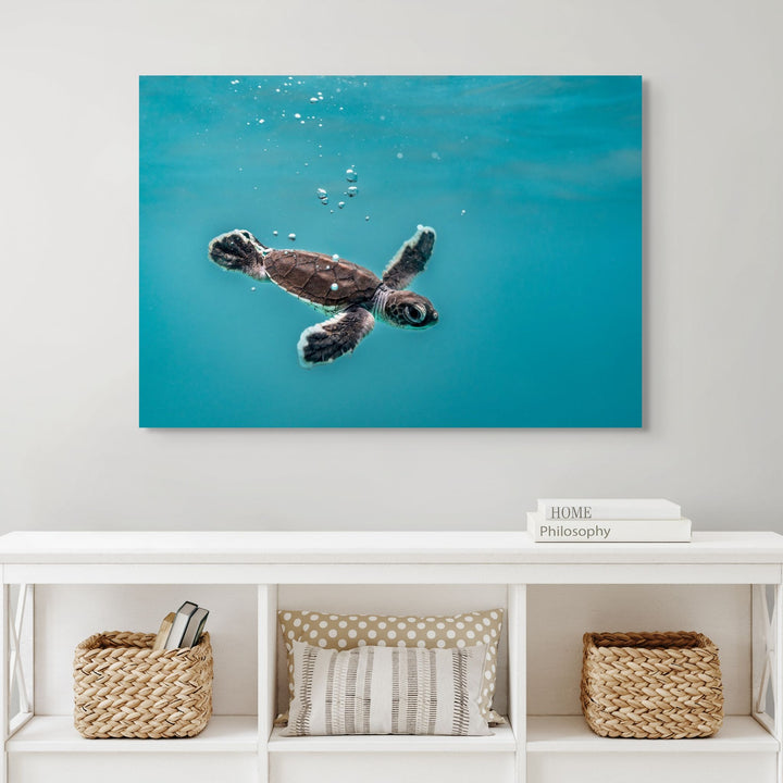 Seaplane – underwater photograph of turtle hatchling moving just beneath the water surface in clear tropical ocean | Stretched Canvas Print