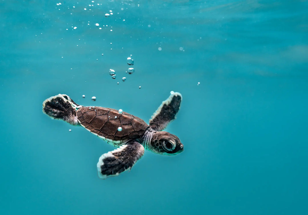 Seaplane – underwater photograph of turtle hatchling moving just beneath the water surface in clear tropical ocean | Unframed Rolled Print