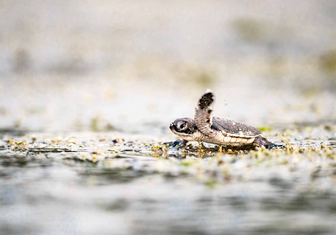 Seaward Bound by David Lloyd – newborn turtle heading to the ocean, fine art marine life photography print