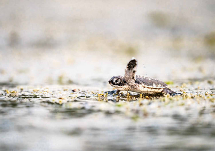 Seaward Bound by David Lloyd – newborn turtle heading to the ocean, fine art marine life photography print