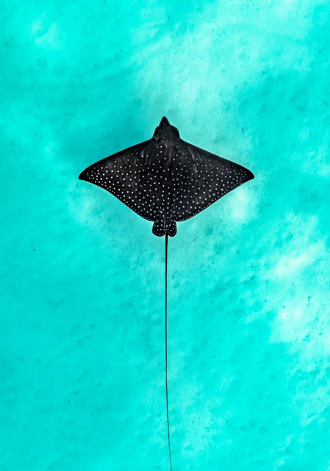 Silent Flight – underwater photograph of eagle ray gliding through clear ocean water | Unframed Rolled Print