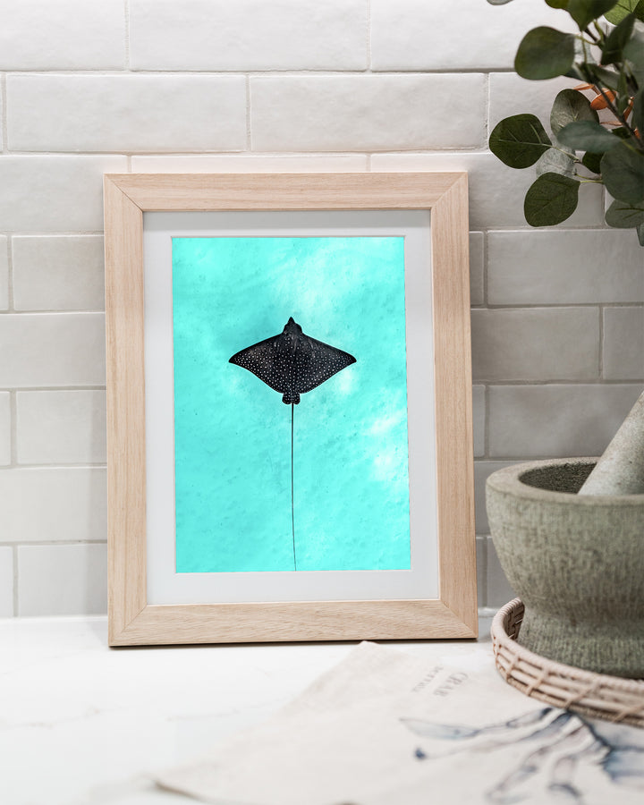 Silent Flight – Eagle Ray, Underwater Photography by David Lloyd, framed paper print in oak frame, styled in a kitchen bench setting