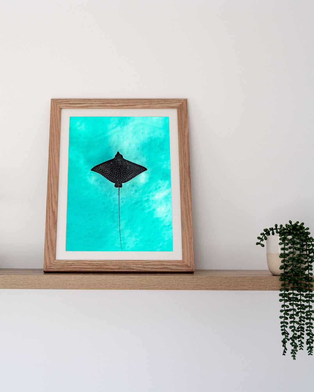 Silent Flight – Eagle Ray, Underwater Photography by David Lloyd, framed paper print in oak frame, styled in a timber shelf setting