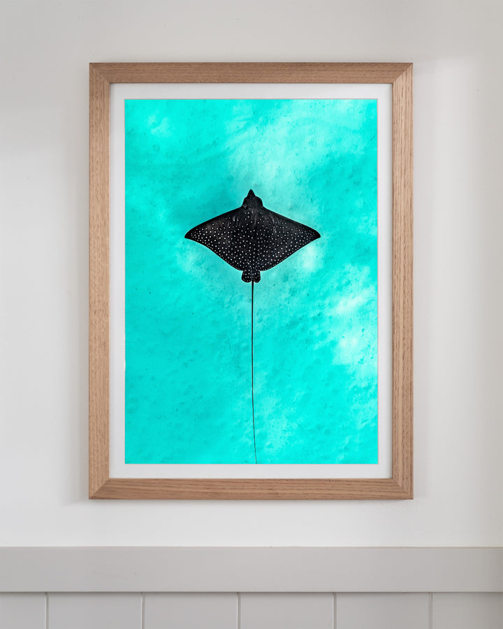 Silent Flight - Eagle Ray | Underwater Photography