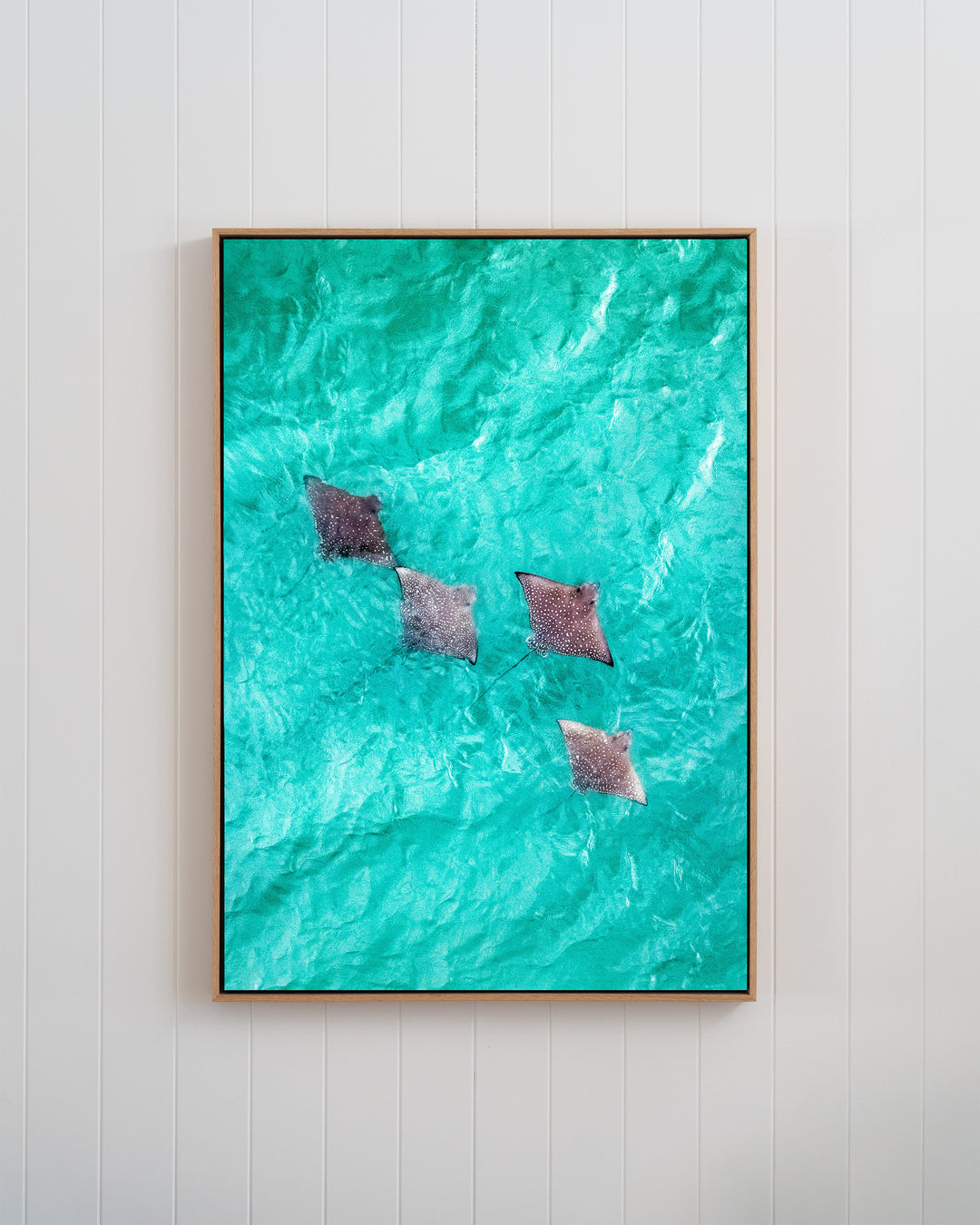 Spotlights in the Shallows | Eagle Rays – Aerial Photography