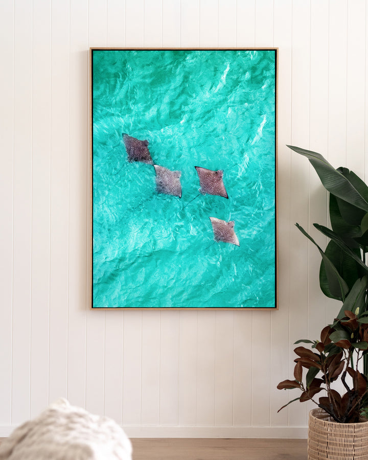 Spotlights in the Shallows – Eagle Rays, Aerial Photography by David Lloyd, framed canvas print in oak float frame, styled in a living room setting