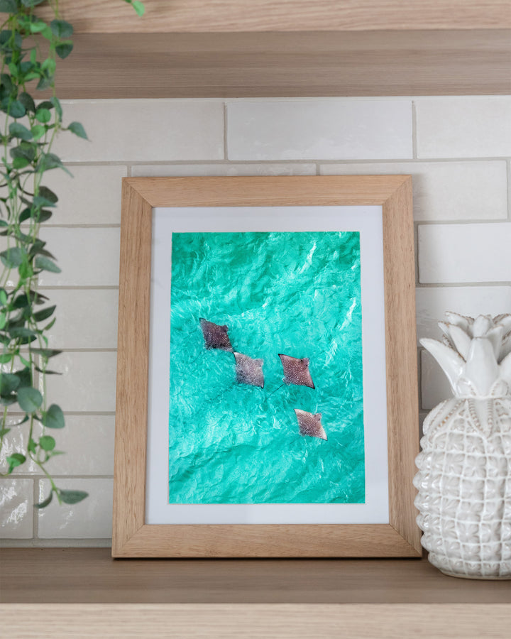 Spotlights in the Shallows – Eagle Rays, Aerial Photography by David Lloyd, framed paper print in oak frame, styled in a kitchen shelf setting