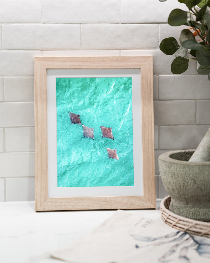 Spotlights in the Shallows – Eagle Rays, Aerial Photography by David Lloyd, framed paper print in oak frame, styled in a kitchen bench setting