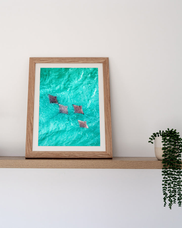 Spotlights in the Shallows – Eagle Rays, Aerial Photography by David Lloyd, framed paper print in oak frame, styled in a timber shelf setting