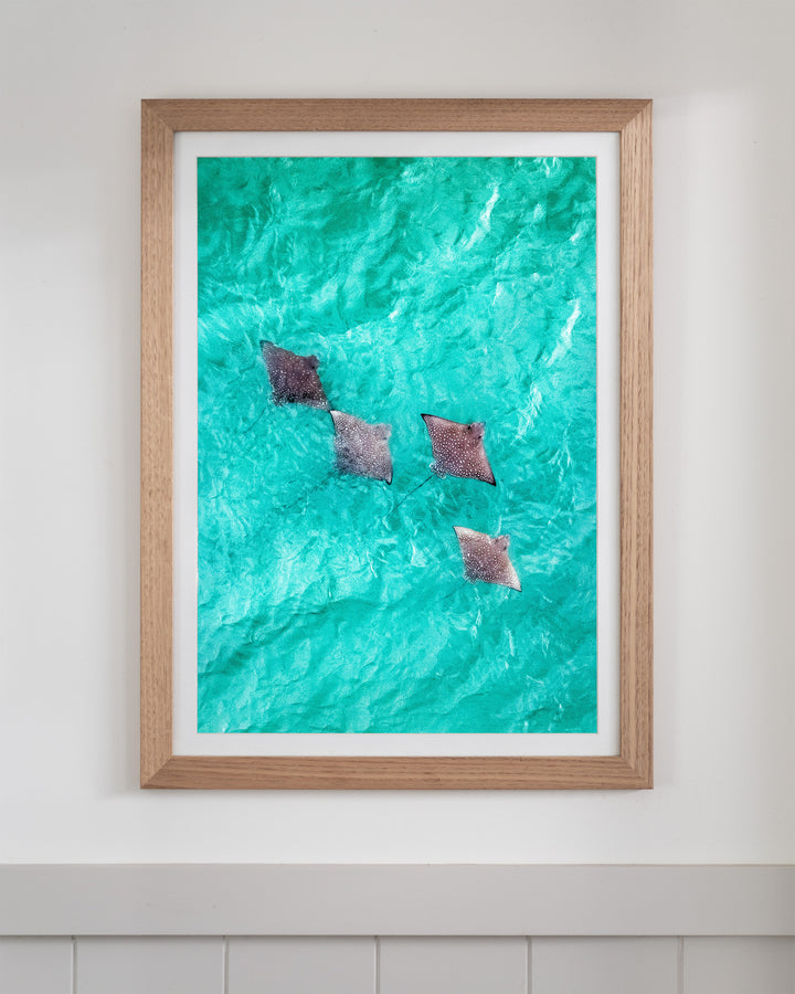 Spotlights in the Shallows | Eagle Rays – Aerial Photography