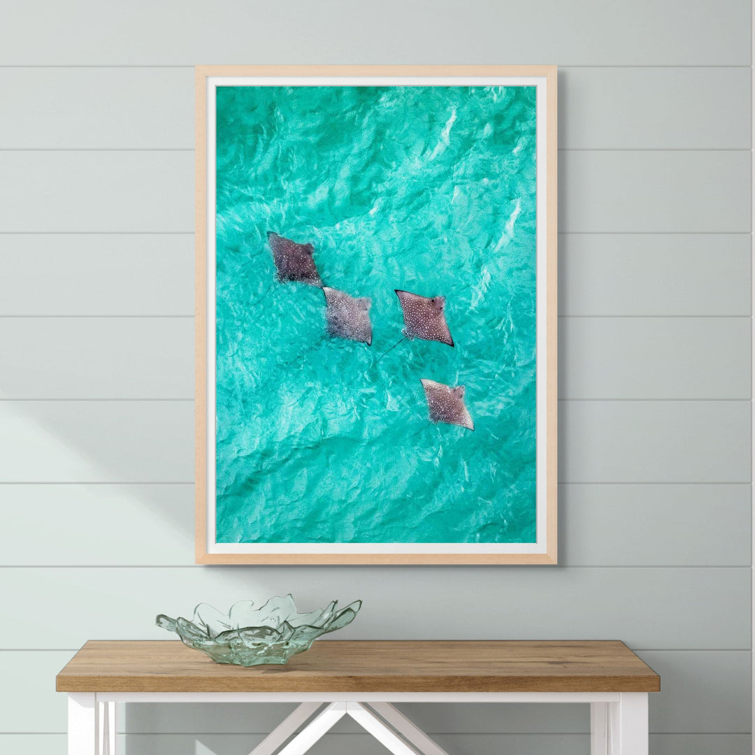 Spotlights in the Shallows – Aerial view of eagle rays swimming over turquoise waters near Magnetic Island | Framed Paper Print