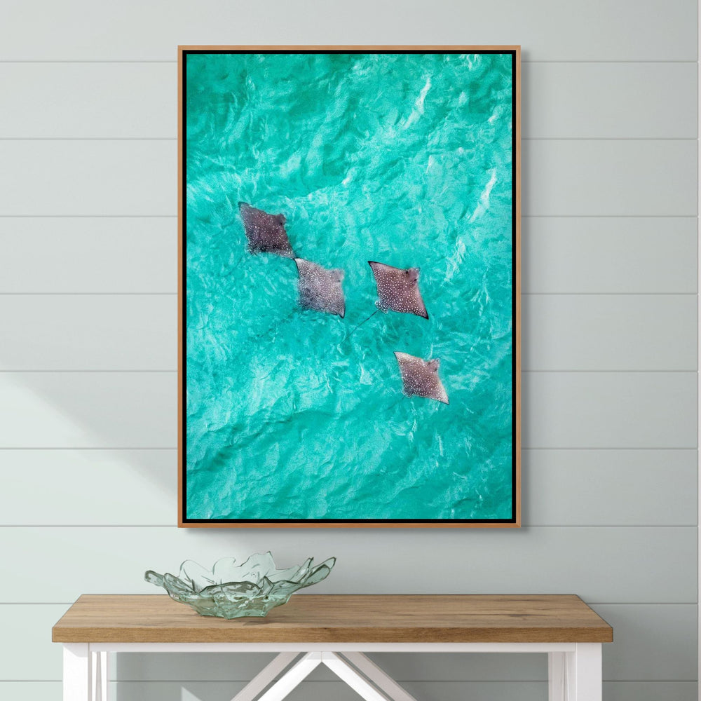 Spotlights in the Shallows – Aerial view of eagle rays swimming over turquoise waters near Magnetic Island | Shadow Box Canvas Print