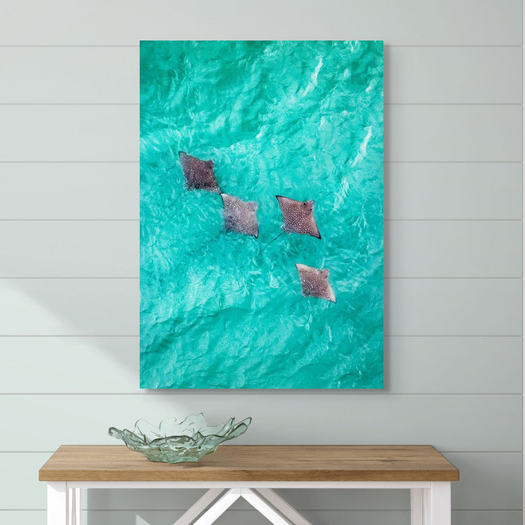 Spotlights in the Shallows – Aerial view of eagle rays swimming over turquoise waters near Magnetic Island | Stretched Canvas Print