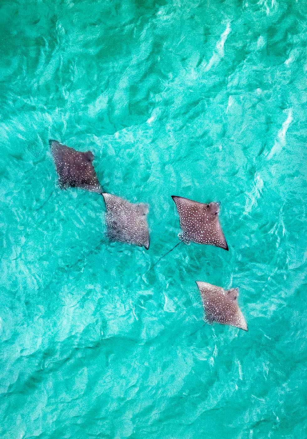Spotlights in the Shallows – Aerial view of eagle rays swimming over turquoise waters near Magnetic Island | Unframed Rolled Print