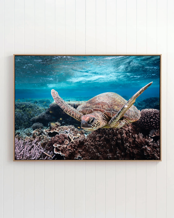 Stuck in Traffic | Green Sea Turtle – Underwater Photography
