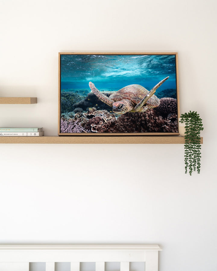 Stuck in Traffic – Green Sea Turtle, Underwater Photography by David Lloyd, framed canvas print in oak float frame, styled in a timber shelf setting