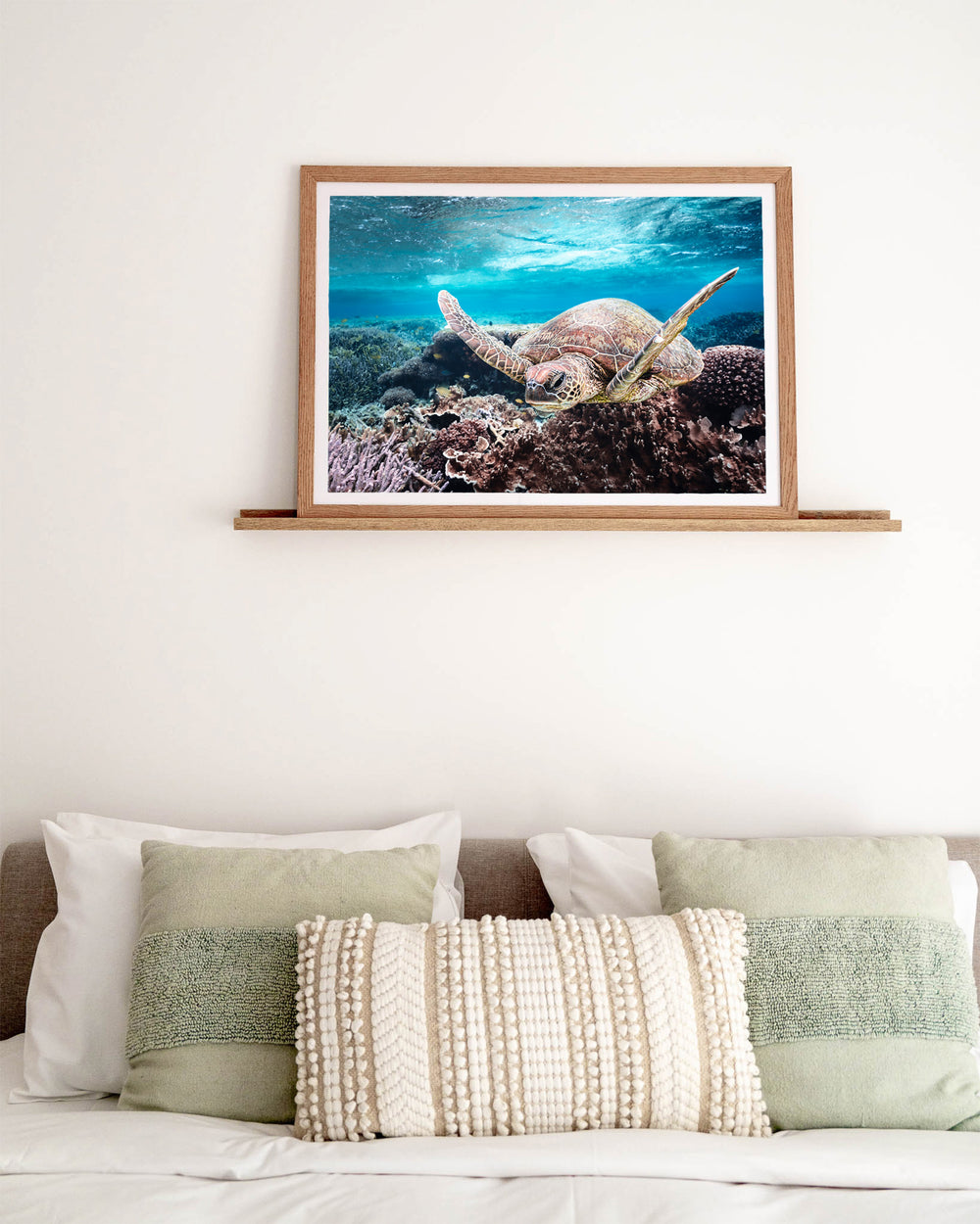 Stuck in Traffic – Green Sea Turtle, Underwater Photography by David Lloyd, framed paper print in oak frame, styled in a bedroom setting