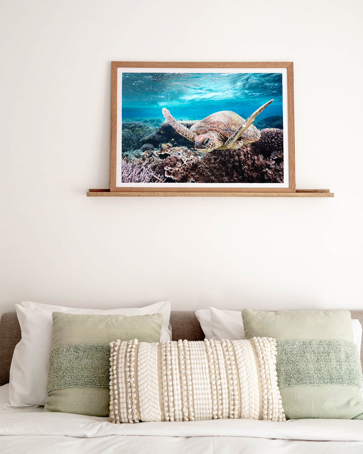 Stuck in Traffic – Green Sea Turtle, Underwater Photography by David Lloyd, framed paper print in oak frame, styled in a bedroom setting