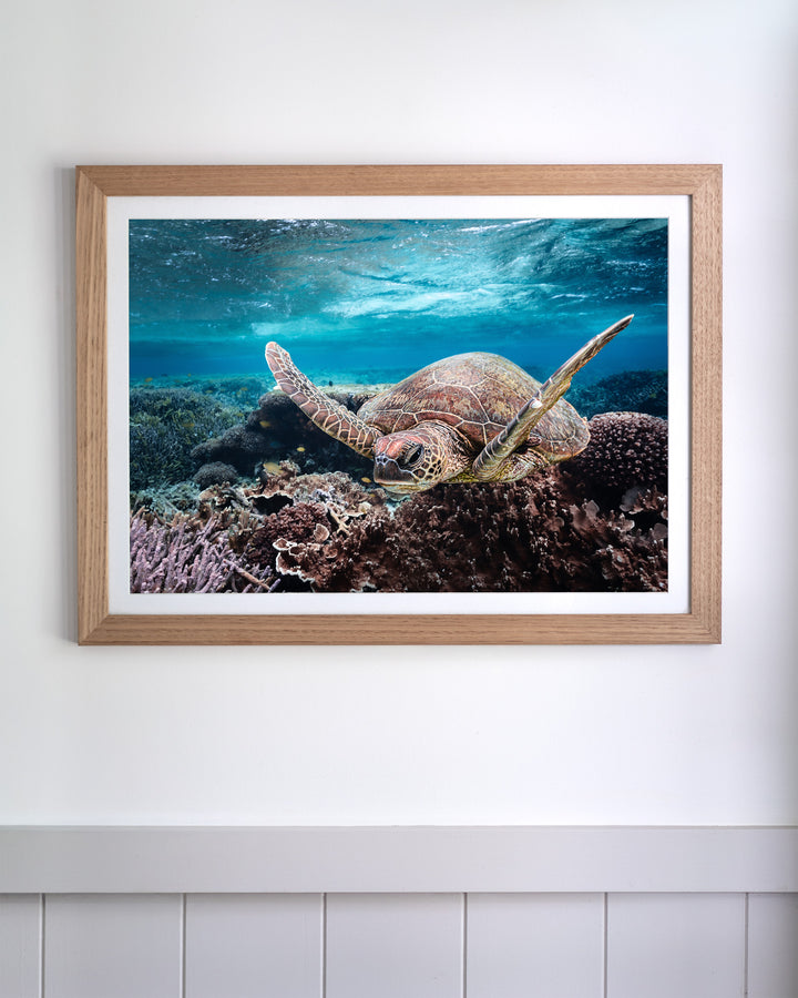 Stuck in Traffic | Green Sea Turtle – Underwater Photography