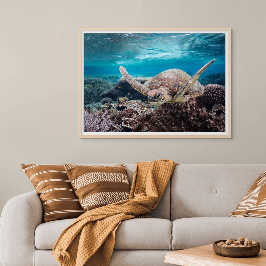 Stuck in Traffic – Green sea turtle underwater navigating coral and fish with sunlit ripples | Framed Paper Print by David Lloyd