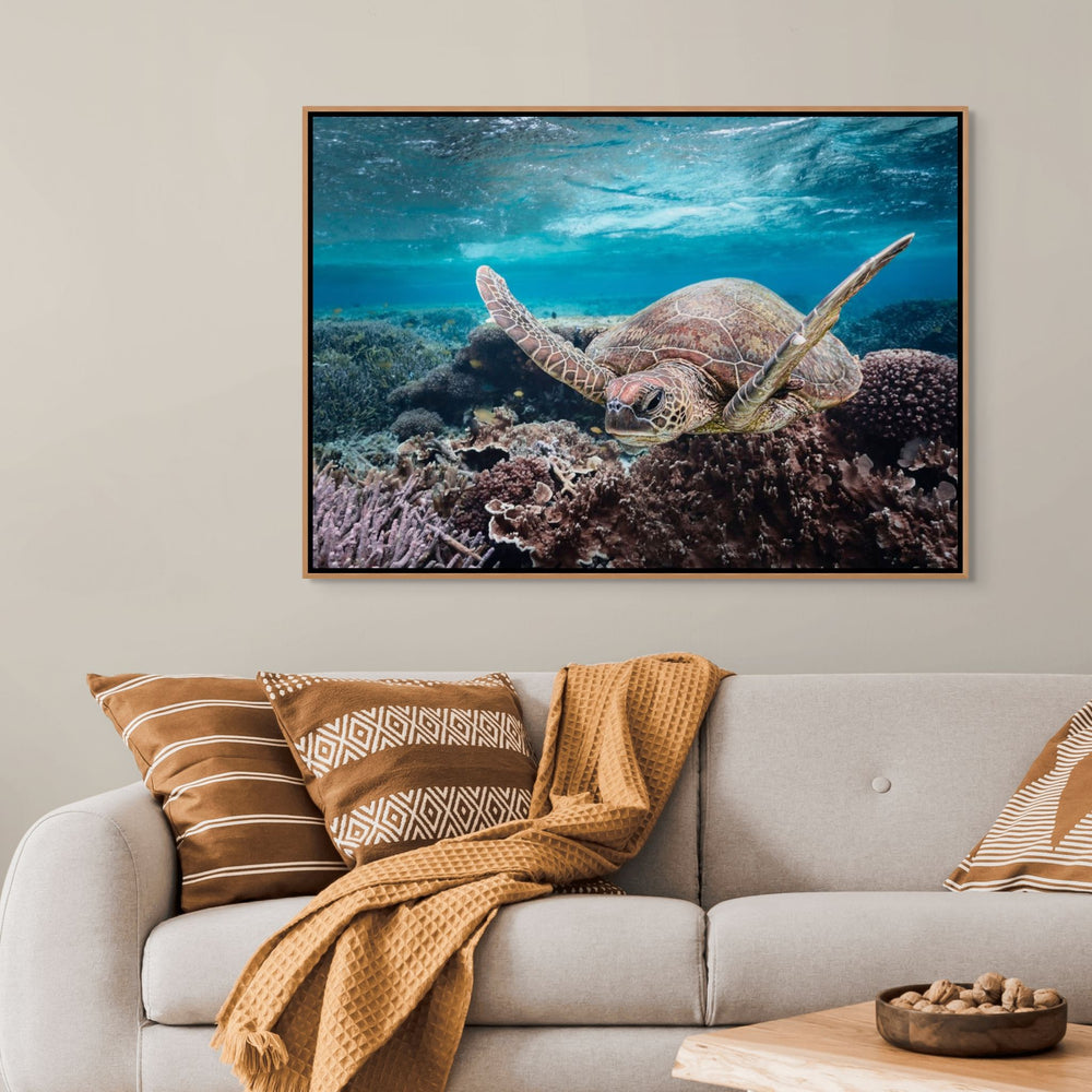 Stuck in Traffic – Green sea turtle underwater navigating coral and fish with sunlit ripples | Shadow Box Canvas Print by David Lloyd
