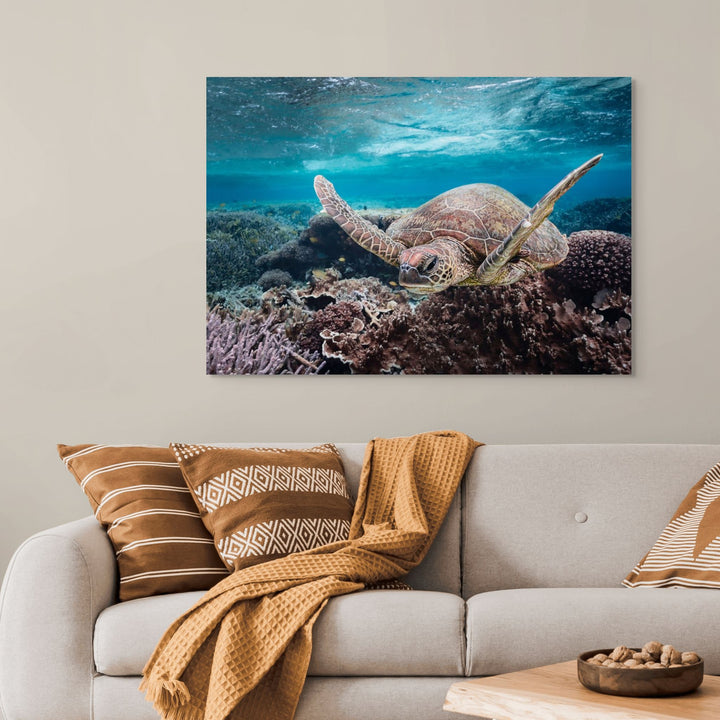 Stuck in Traffic – Green sea turtle underwater navigating coral and fish with sunlit ripples | Stretched Canvas Print by David Lloyd