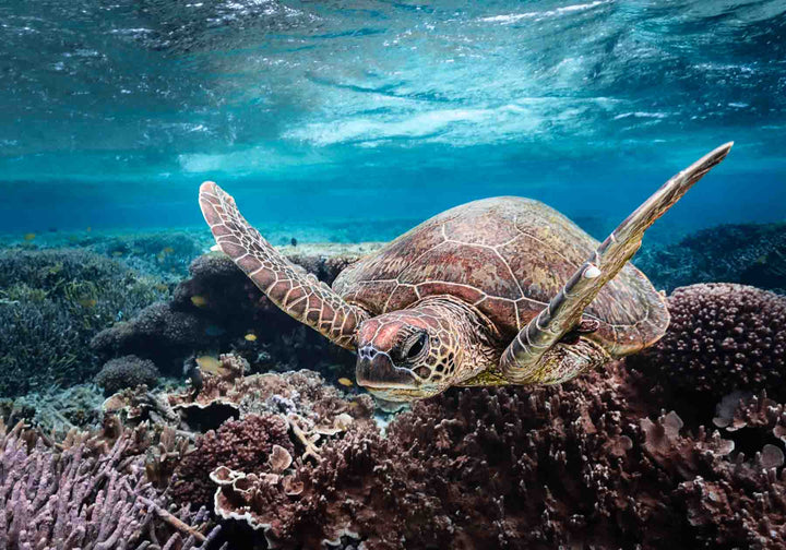 Stuck in Traffic – Green sea turtle underwater navigating coral and fish with sunlit ripples | Unframed Rolled Print by David Lloyd