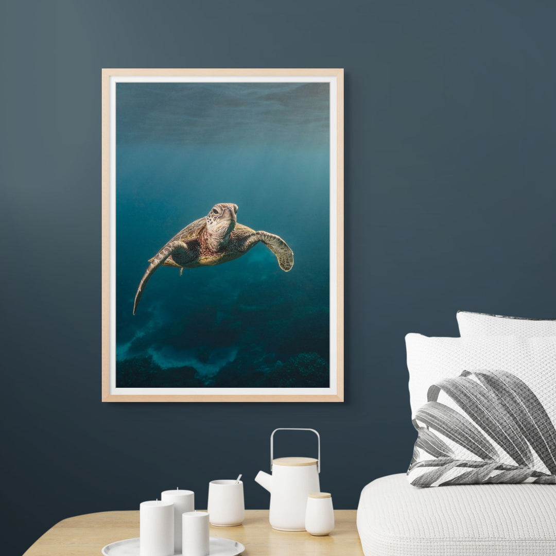 Sunrise Swim – Green sea turtle swimming in soft morning light over coral reef at Lady Elliot Island, underwater photography | Framed Paper Print