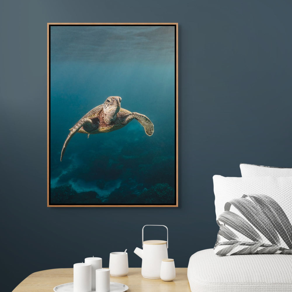 Sunrise Swim – Green sea turtle swimming in soft morning light over coral reef at Lady Elliot Island, underwater photography | Shadow Box Canvas Print