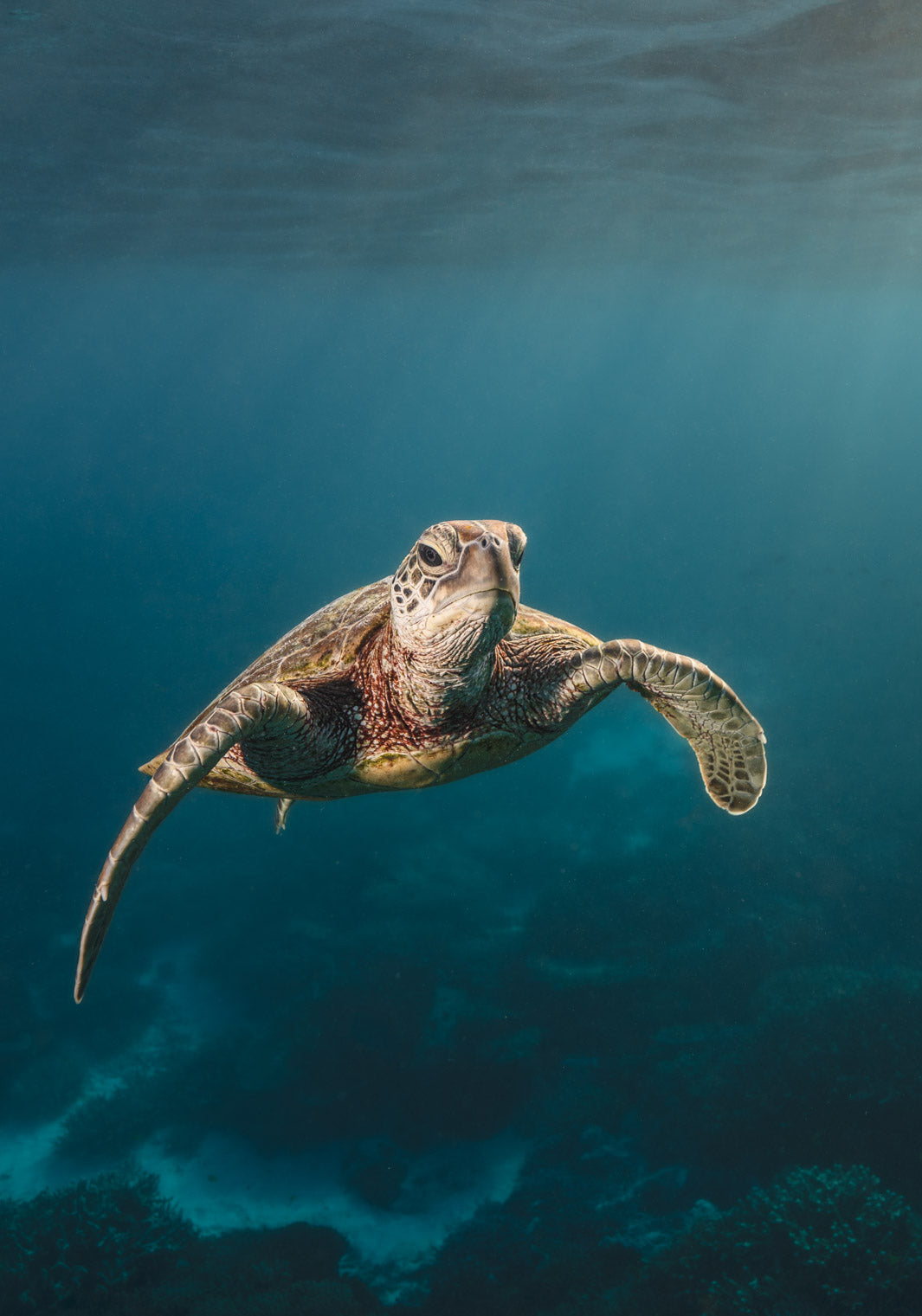 Sunrise Swim – Green sea turtle swimming in soft morning light over coral reef at Lady Elliot Island, underwater photography | Unframed Rolled Print