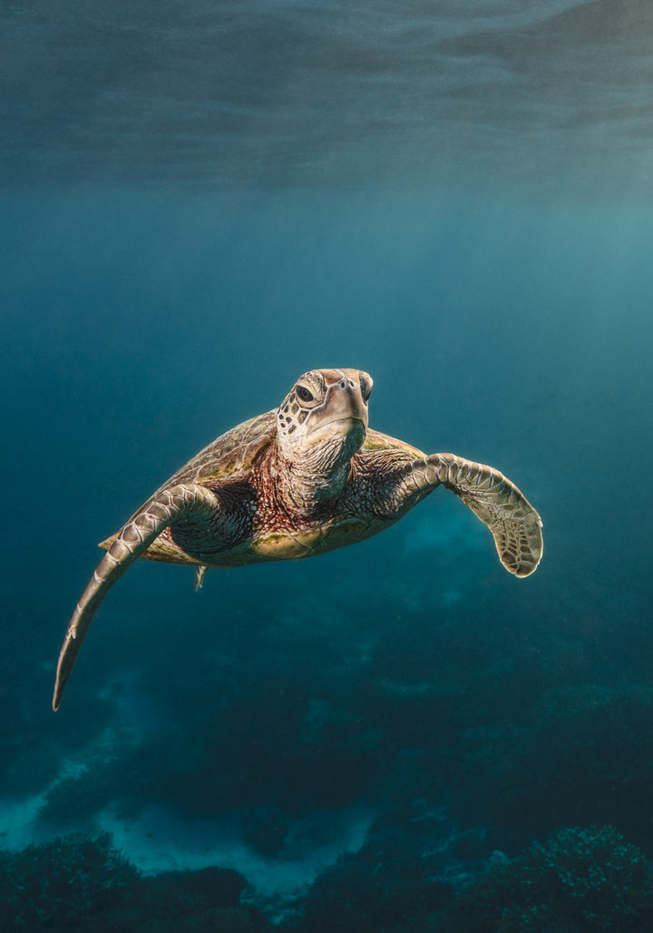 Sunrise Swim – Green sea turtle swimming in soft morning light over coral reef at Lady Elliot Island, underwater photography | Unframed Rolled Print