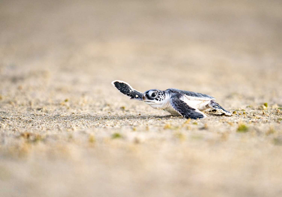 Sunset Sprint by David Lloyd – baby turtle hatchling heading toward the ocean during sunset, fine art marine life photography print