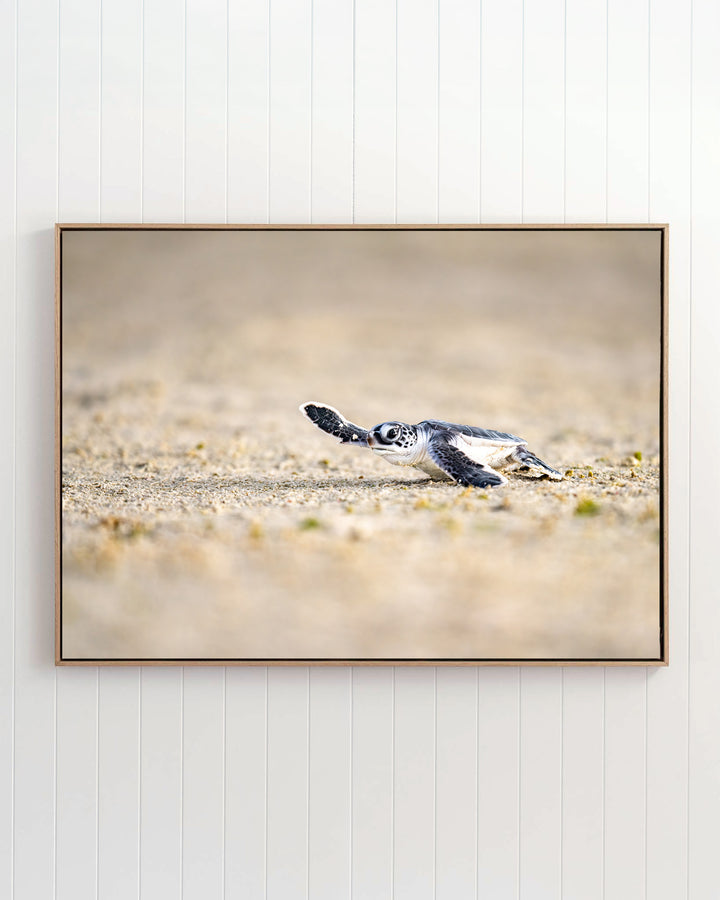 Sunset Sprint - Turtle Hatchling | Ocean Photography