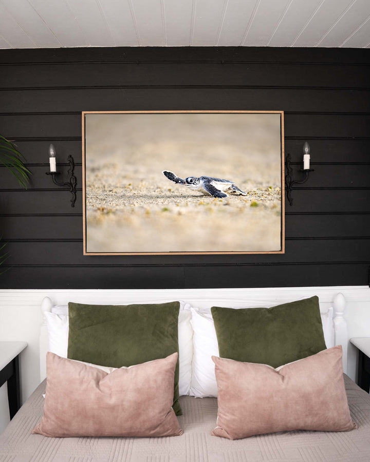 Sunset Sprint – Turtle Hatchling, Ocean Photography by David Lloyd, framed canvas print in oak float frame, styled in a bedroom setting