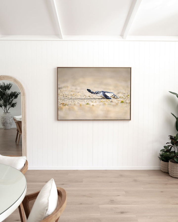 Sunset Sprint – Turtle Hatchling, Ocean Photography by David Lloyd, framed canvas print in oak float frame, styled in a dining room setting