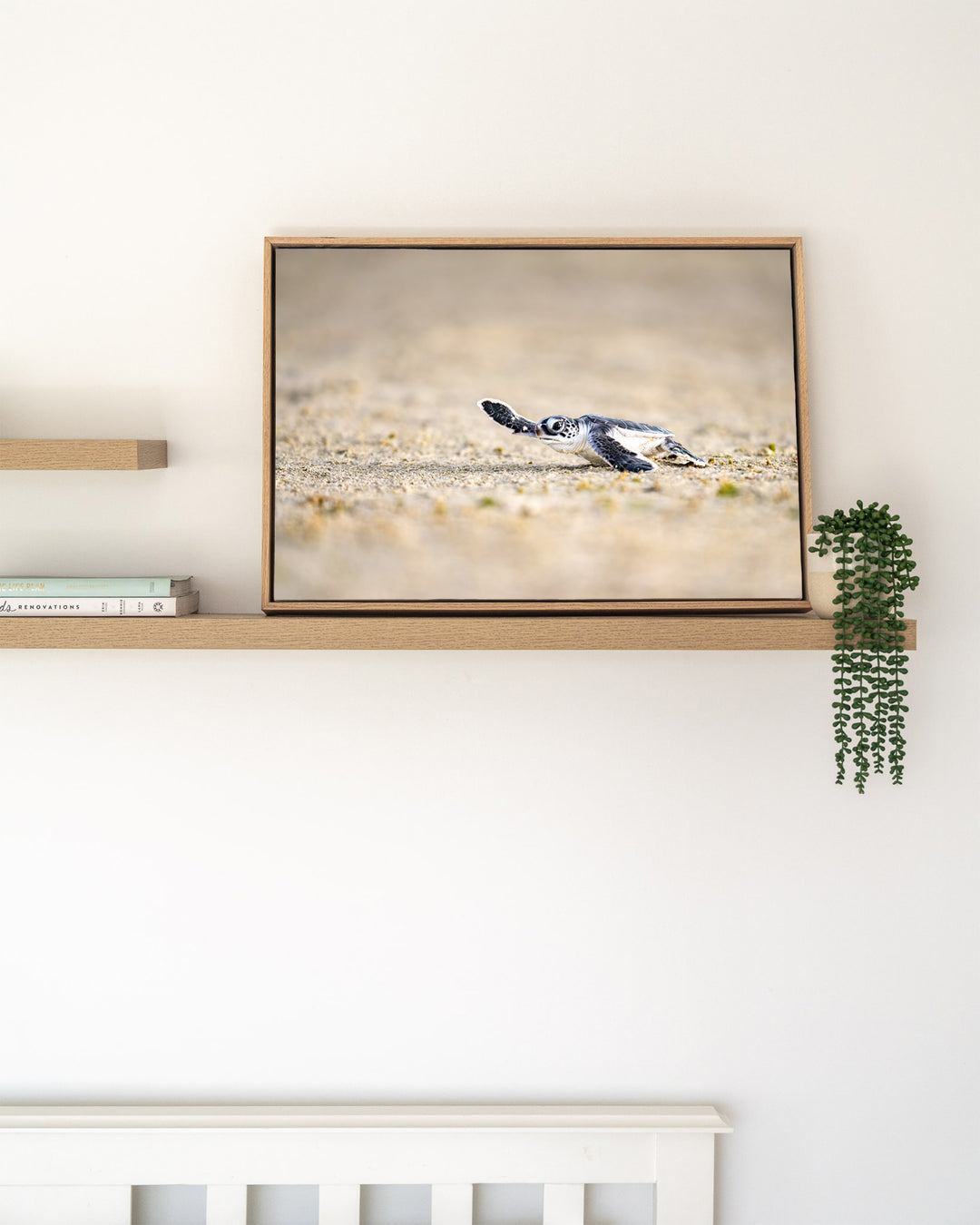 Sunset Sprint – Turtle Hatchling, Ocean Photography by David Lloyd, framed canvas print in oak float frame, styled in a timber shelf setting