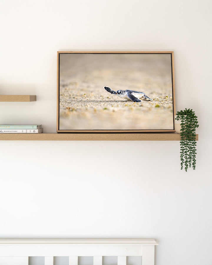Sunset Sprint – Turtle Hatchling, Ocean Photography by David Lloyd, framed canvas print in oak float frame, styled in a timber shelf setting