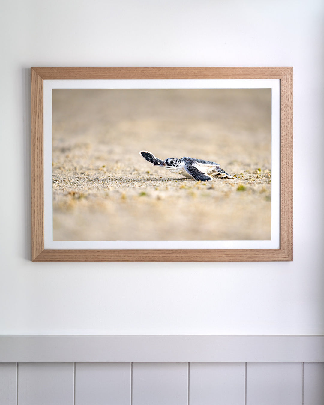 Sunset Sprint - Turtle Hatchling | Ocean Photography