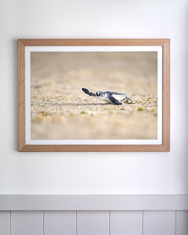 Sunset Sprint - Turtle Hatchling | Ocean Photography