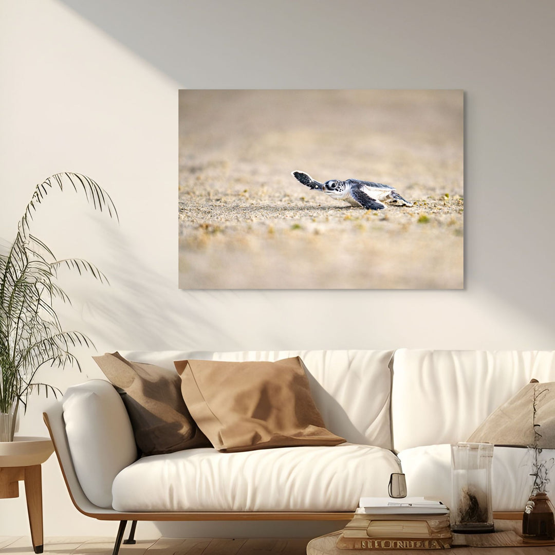Sunset Sprint by David Lloyd – baby turtle hatchling heading toward the ocean during sunset, fine art marine life photography print