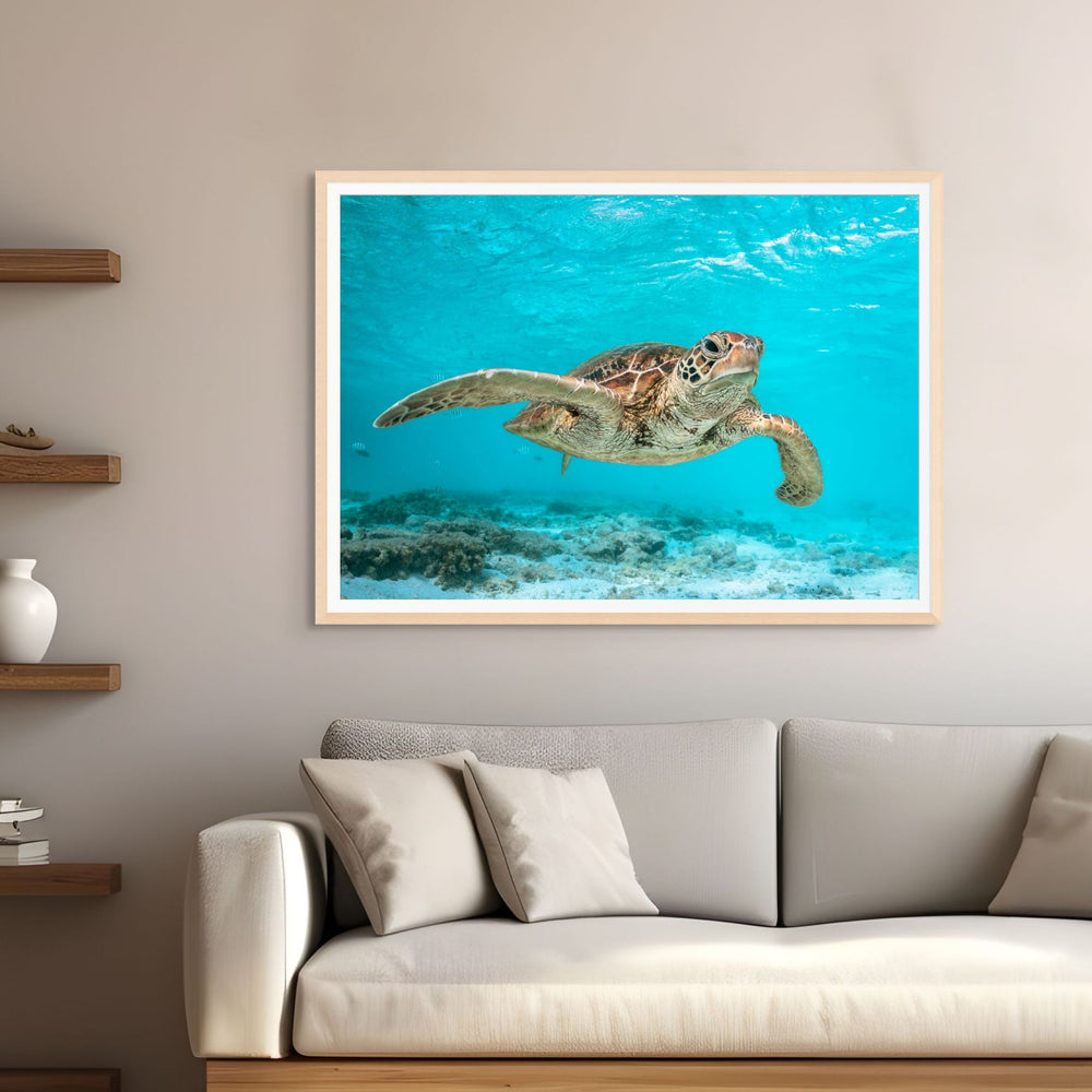 Surfs Up – Green sea turtle surfing the current among schools of fish and patches of coral, underwater photography | Framed Paper Print