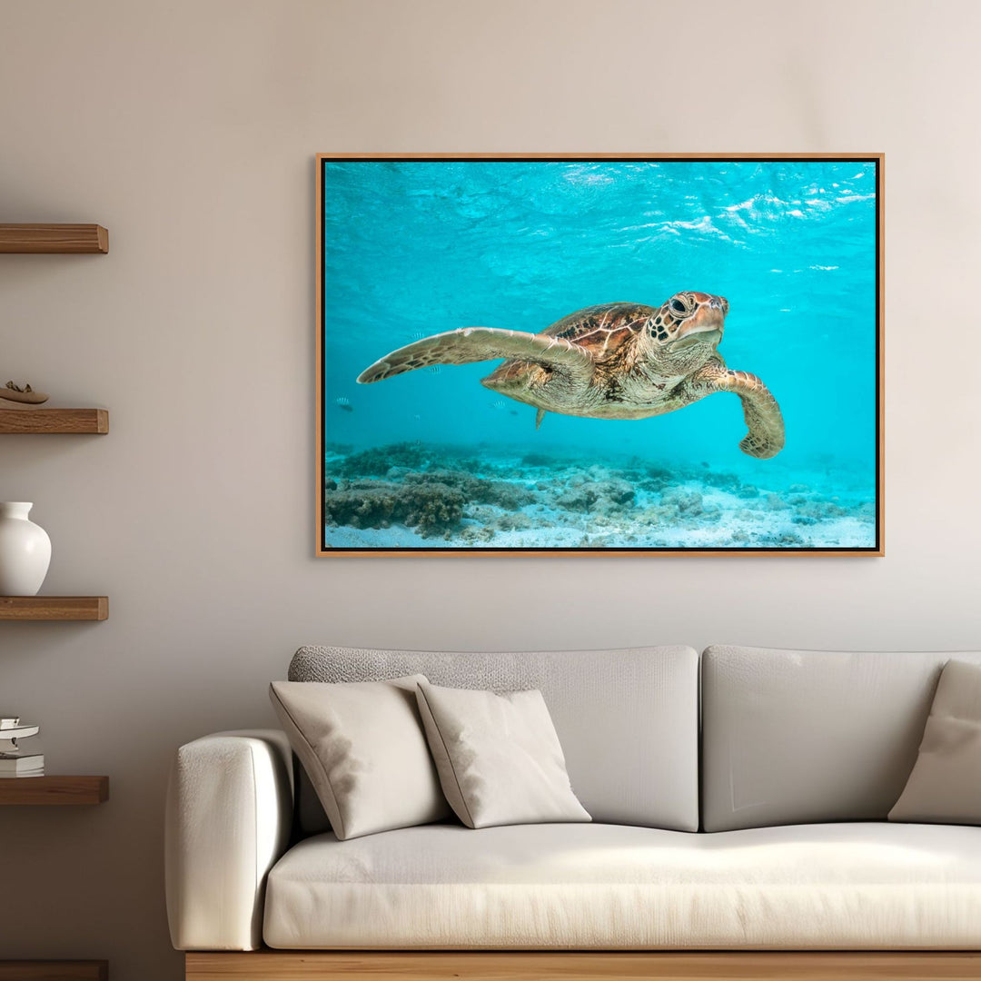 Surfs Up – Green sea turtle surfing the current among schools of fish and patches of coral, underwater photography | Shadow Box Canvas Print