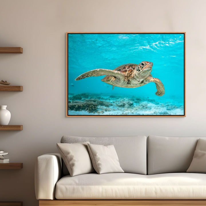 Surfs Up – Green sea turtle surfing the current among schools of fish and patches of coral, underwater photography | Shadow Box Canvas Print